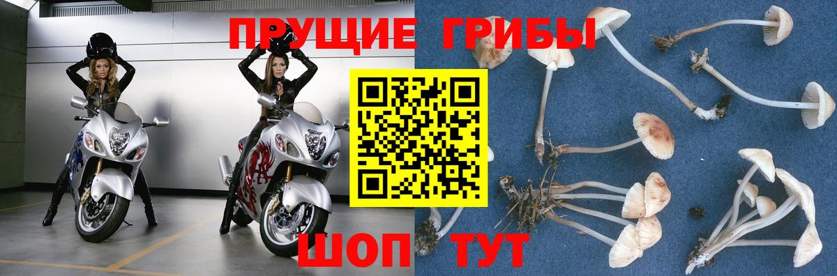 Псилоцибиновые грибы Cubensis  Псилоцибиновые грибы Psilocybine cubensis  Вход с VPN  Красноярск 